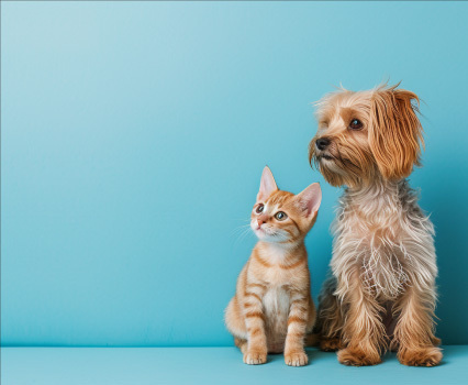 U.S. Pet Insurance Market: Consumer Demand Is Accelerating
