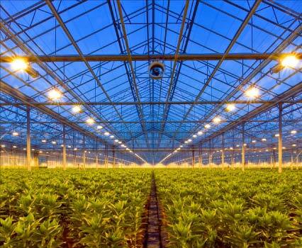 U.S. Horticulture Lighting Market: The Future of Farming