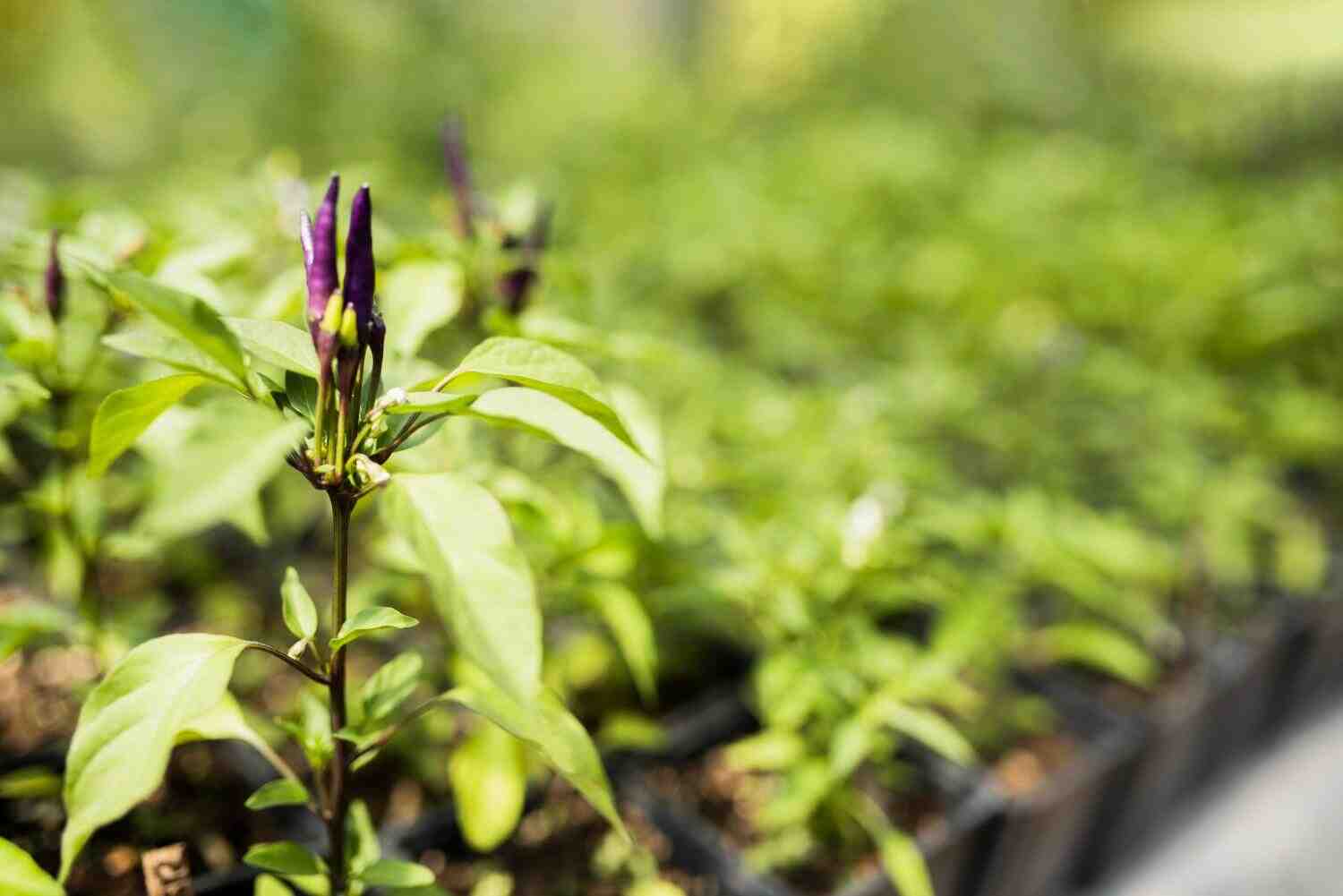 Canada Biostimulants Market Driving Sustainable Agriculture