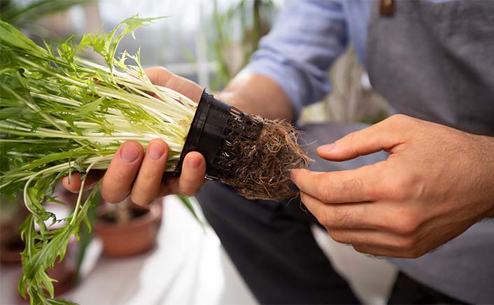 Biodegradable drinking straws with green leaves